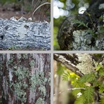 Lichens photographs