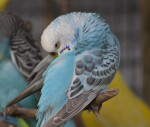 Light-Blue Budgie