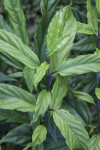 Light Bulb Clerodendrum Leaves