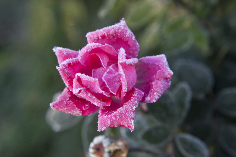 Light Frost on Flower of Rose