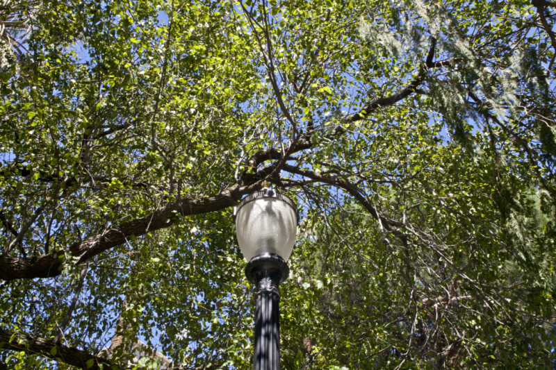 Light Post Underneath an Evergreen Pear Tree