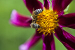 Lilac Time Dahlia