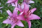 Lilies with Pink Tepals