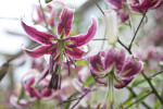 Lilium Hybrid