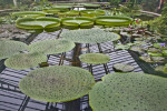 Lily Pads