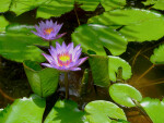 Lily Pads and Flowers