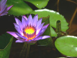 Lily Pads and Flowers