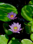 Lily Pads and Flowers