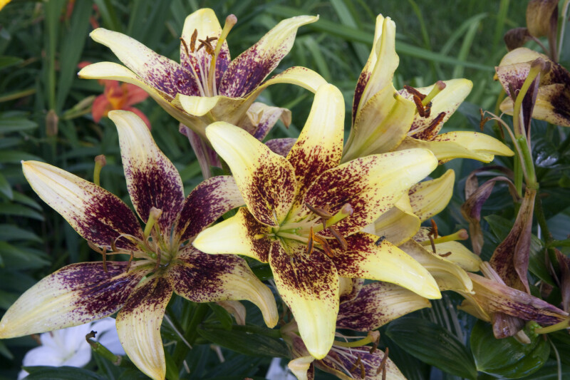 Lily with Yellow, Splotchy Tepals