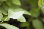 Lima Bean Leaves