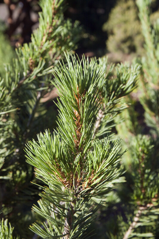 Limber Pine Close-Up