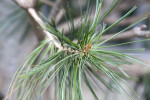 Limber Pine Needles