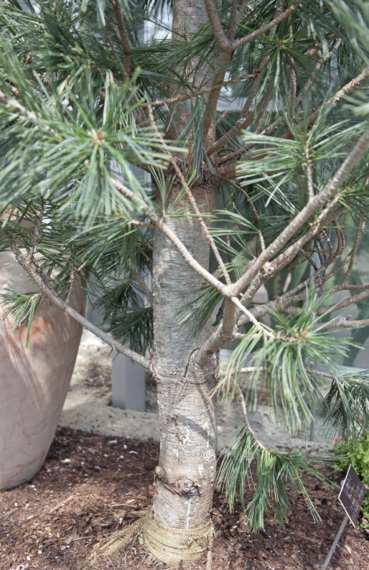 Limber Pine, or Vanderwolf's Pyramid