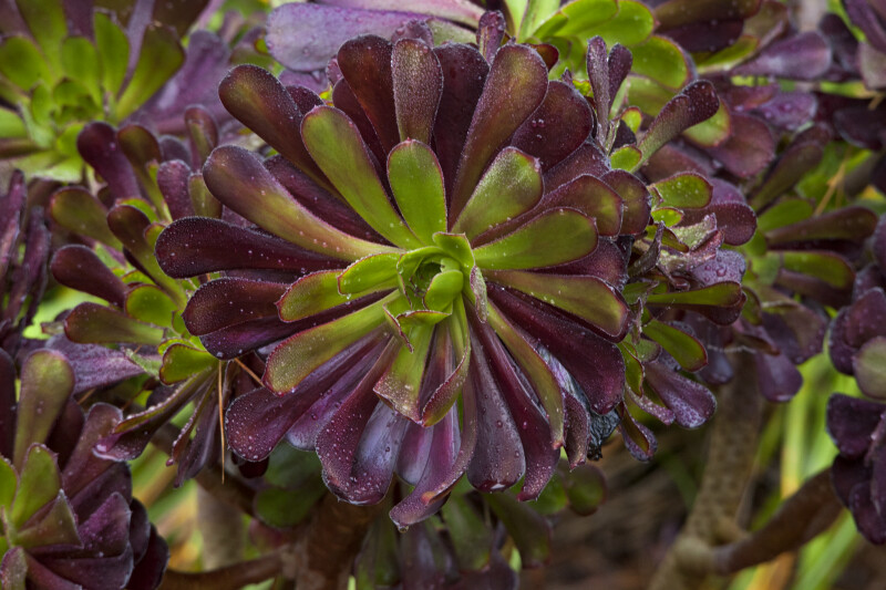 Lime-Green and Purple Plant