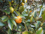 Limequat