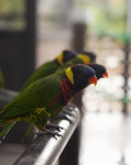 Line of Lorikeets