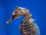 Lined Seahorse