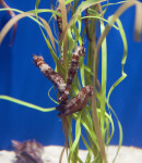Lined Seahorses