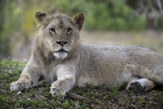 Lioness in Shade