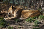 Lioness in Shade