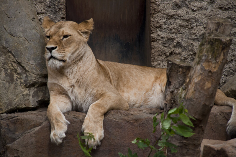 Lioness Resting in its Enclosure at the Artis Royal Zoo