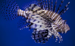 Lionfish at The Florida Aquarium