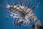 Lionfish Close-Up