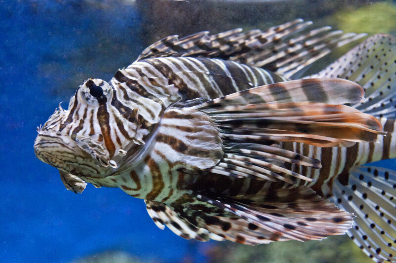 Lionfish Close-Up