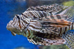 Lionfish Close-Up