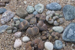 Lithops Mix