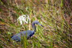 Little Blue Heron and Flower