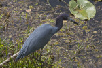 Little Blue Heron Focused on the Water