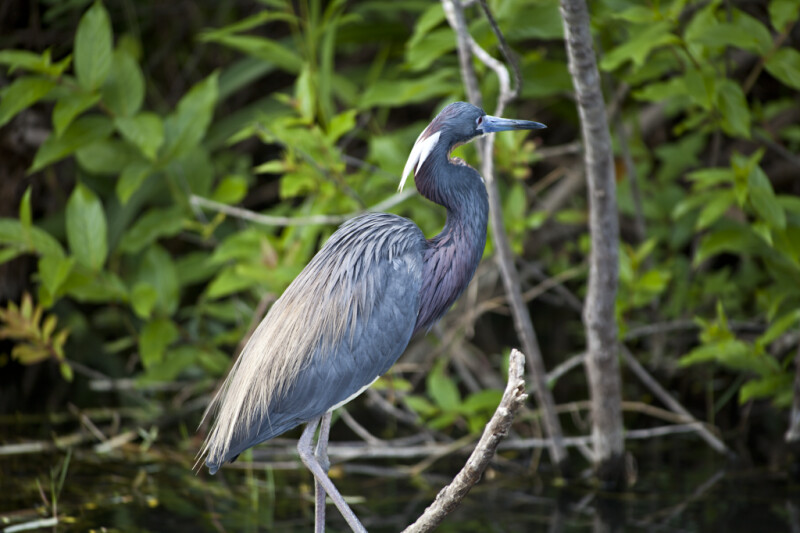 Little Blue Heron  Looking to its Left Side
