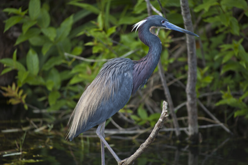 Little Blue Heron Standing on a Branch