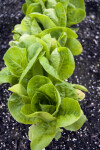 Little Gem Lettuce