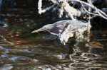 Little Green Heron