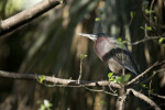 Little Green Heron