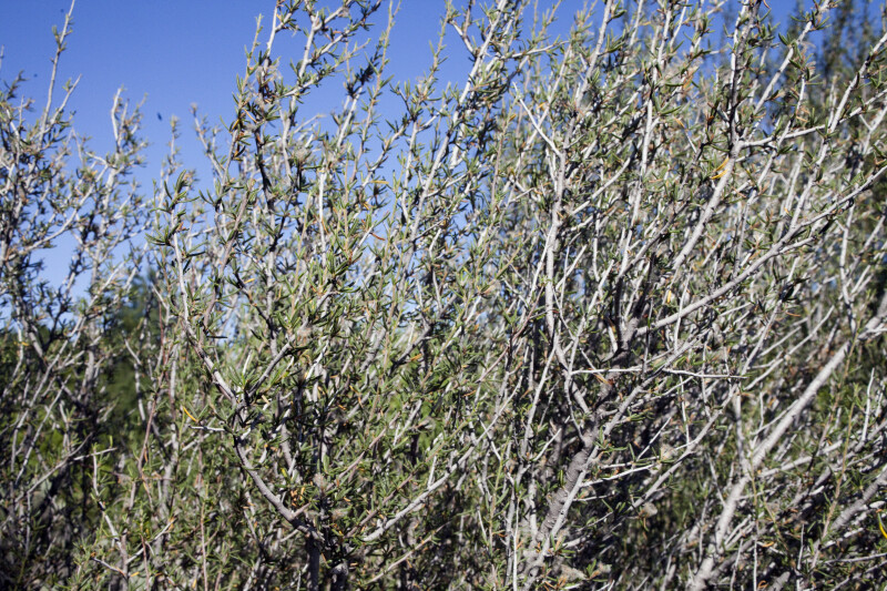 Little Leaf Mountain Mahogany Branches