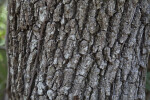 Live Oak Trunk Close Up