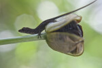 Lizard Climbing off of Iris Seed Pod and onto Stem