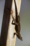 Lizard on a Wooden Post