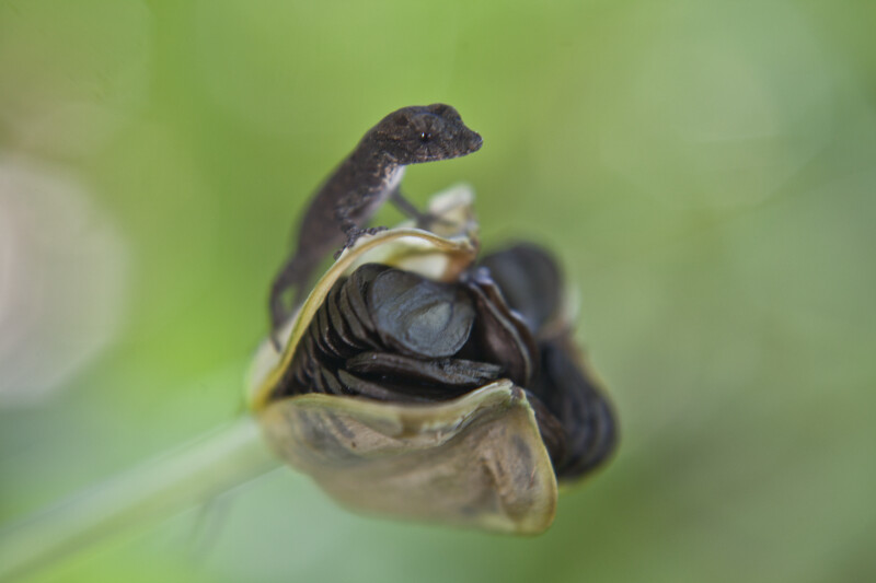 Lizard Resting on Open Seed Pod of Iris Plant