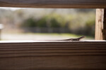 Lizard Resting on Wood