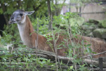 Llama Lying Amongst Branches and Small Plants at the Artis Royal Zoo