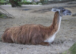 Llama Resting in Dirt at the Artis Royal Zoo