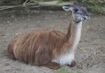 llama Resting with its Mouth Open