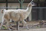 Llama Walking at the Artis Royal Zoo