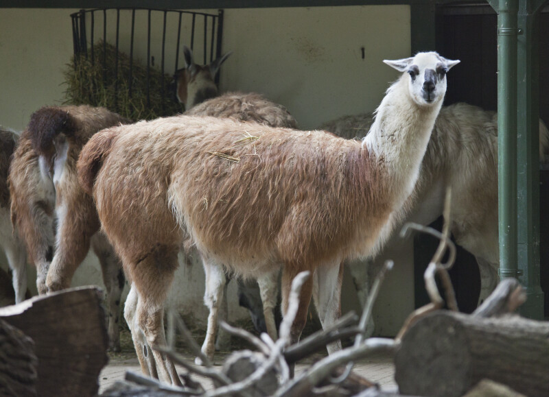 Llama with its Head Turned Toward Camera