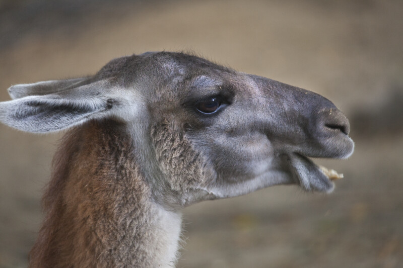 Llama with Mouth Open