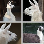 Llamas photographs